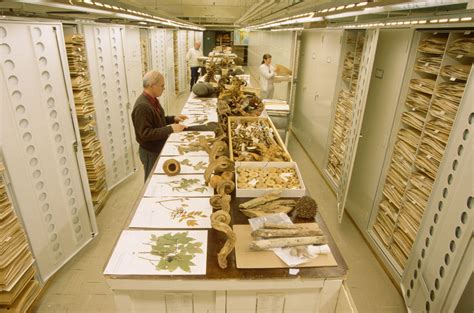 The Hidden Language of Plants: Decoding the Green Herbarium's Secrets